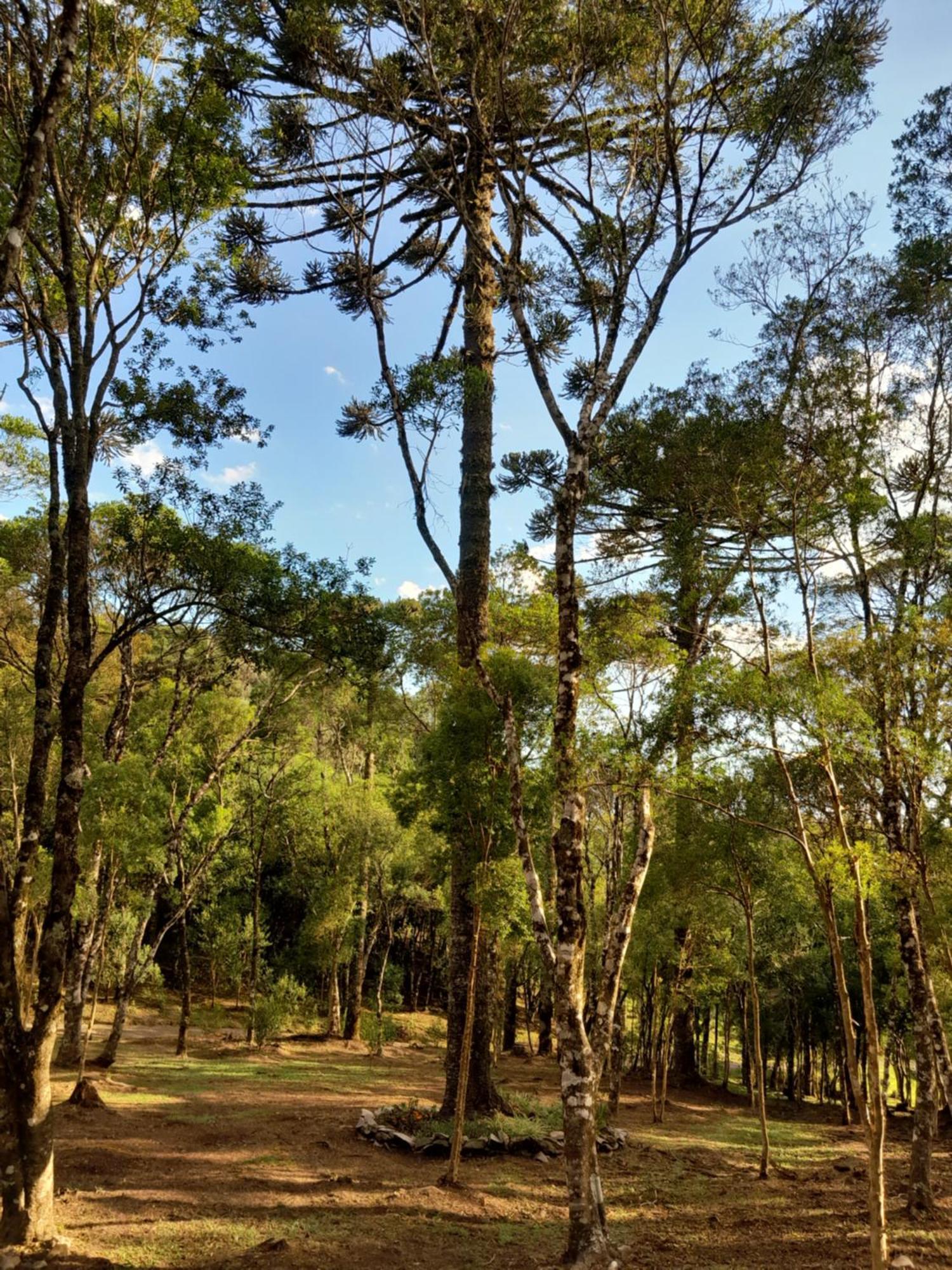Cabanas Dos Pinheiros Sao Francisco de Paula  Ruang foto