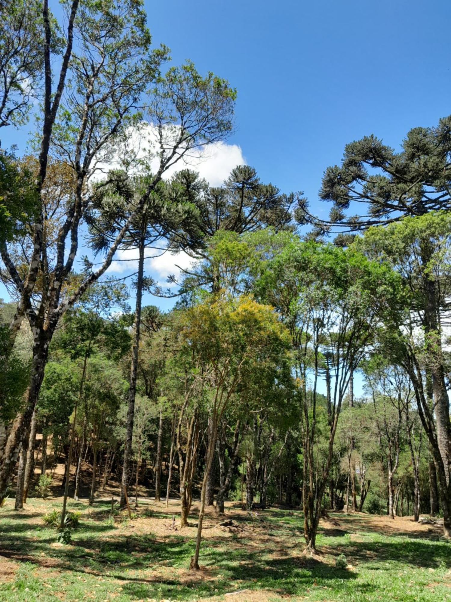Cabanas Dos Pinheiros Sao Francisco de Paula  Ruang foto